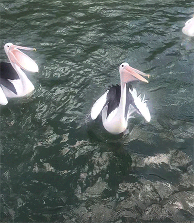 펠리칸.gif