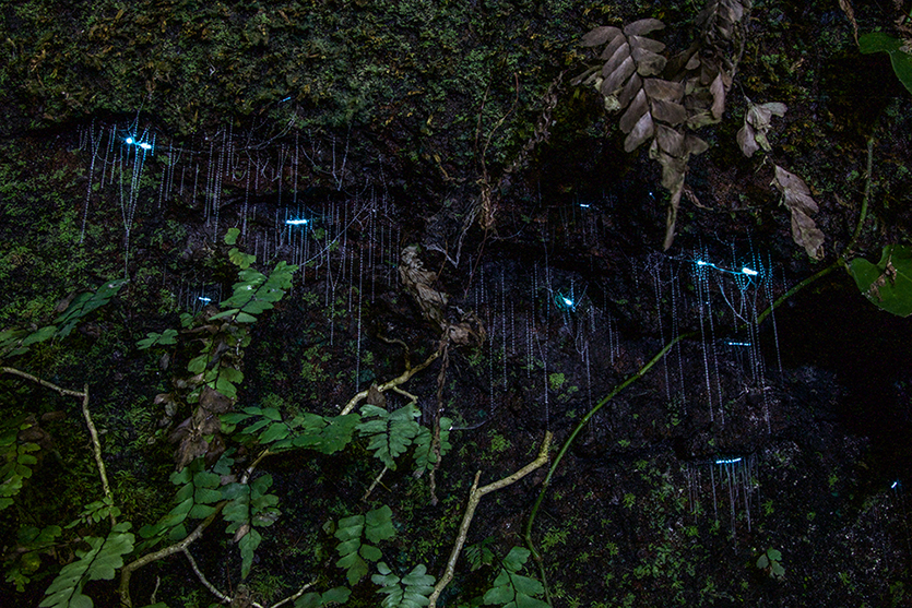 glowworm image.jpg