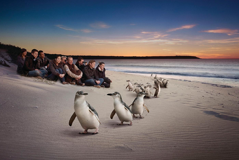phillip island.jpg
