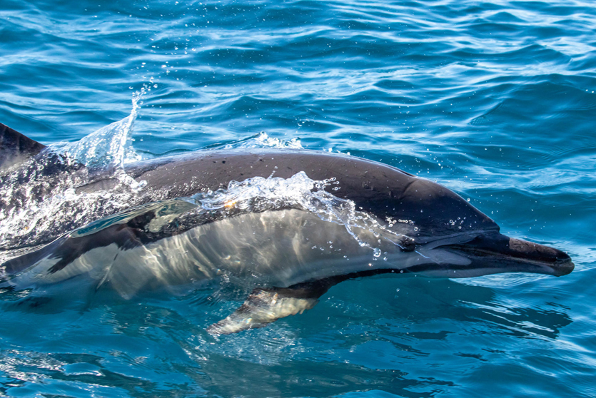 Broughton-Island-Swim-image-4_1.jpg