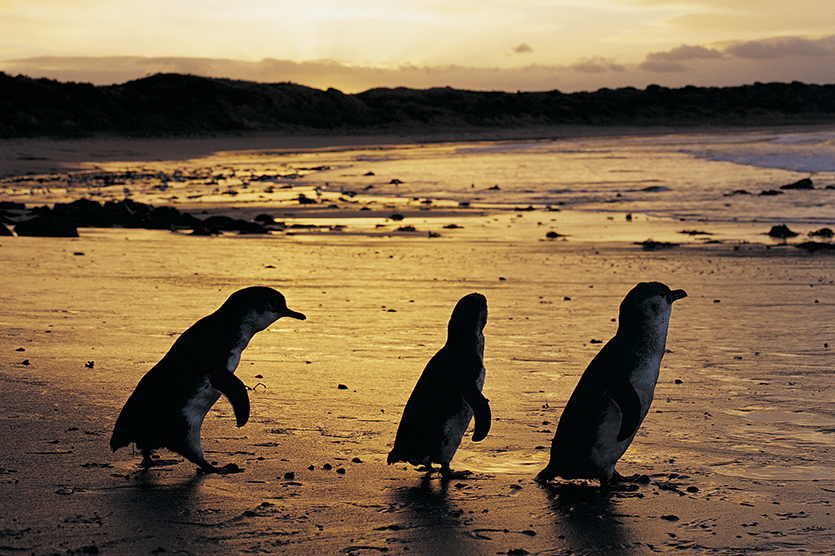 Penguin-8.jpg